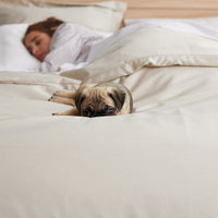 Premium Smooth Supima® Cotton Wrinkle-Free Sateen Fitted Bed Sheet - Alabaster, Deep Pocket Queen,Alabaster