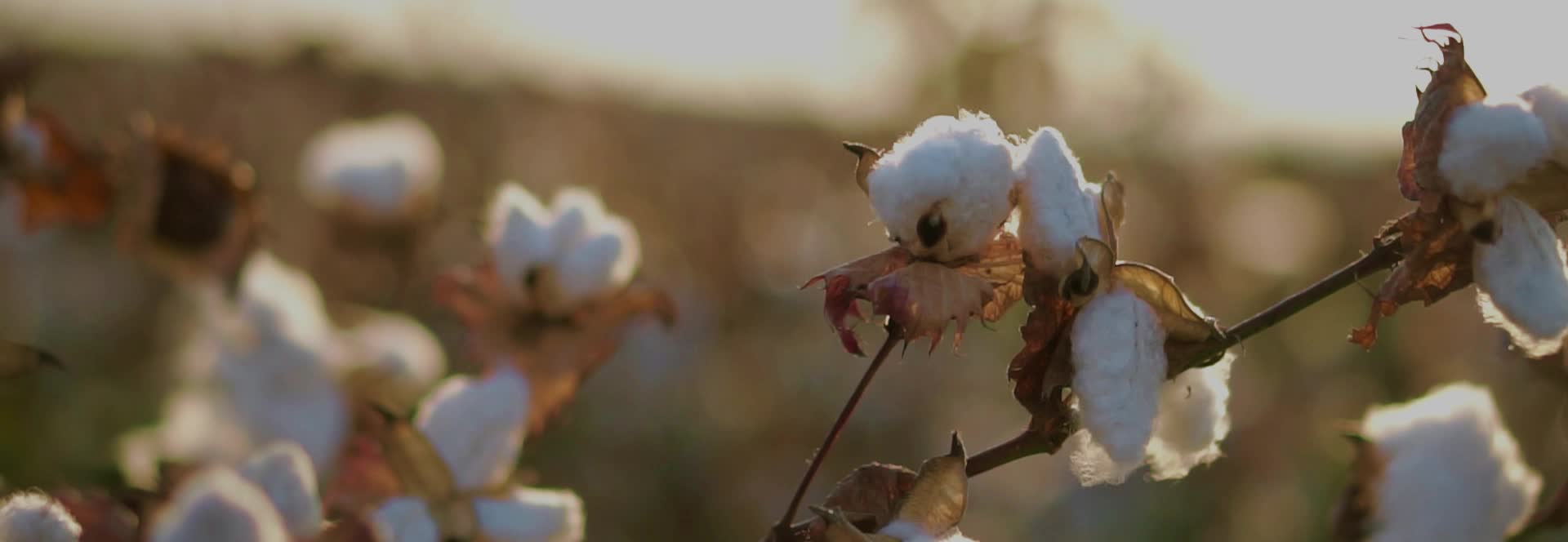 Cotton bolls in warm evening light